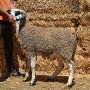 Mouton 9432 (50kg)