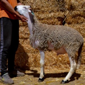 Mouton 9434 (43kg)
