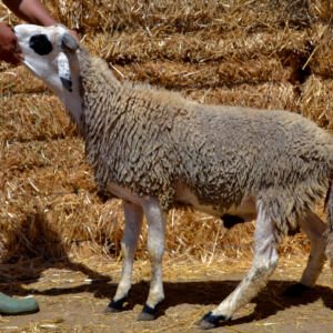 Mouton 8178 (47kg)