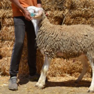 Mouton 9422 (50kg)